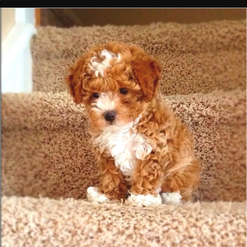 Meet your Posher, Angie